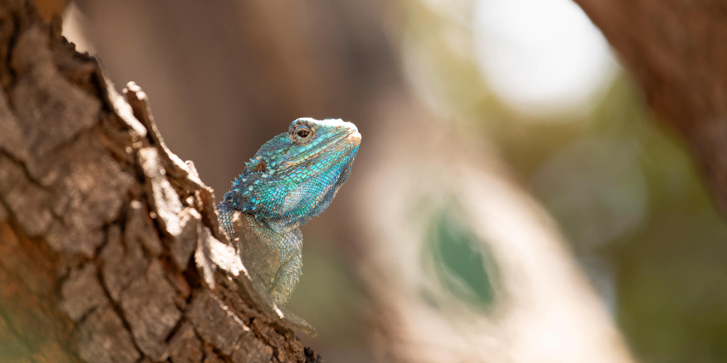 The Waterberg Biosphere