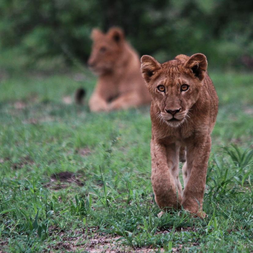 5 Night Hamiltons Tented Camp Tour r