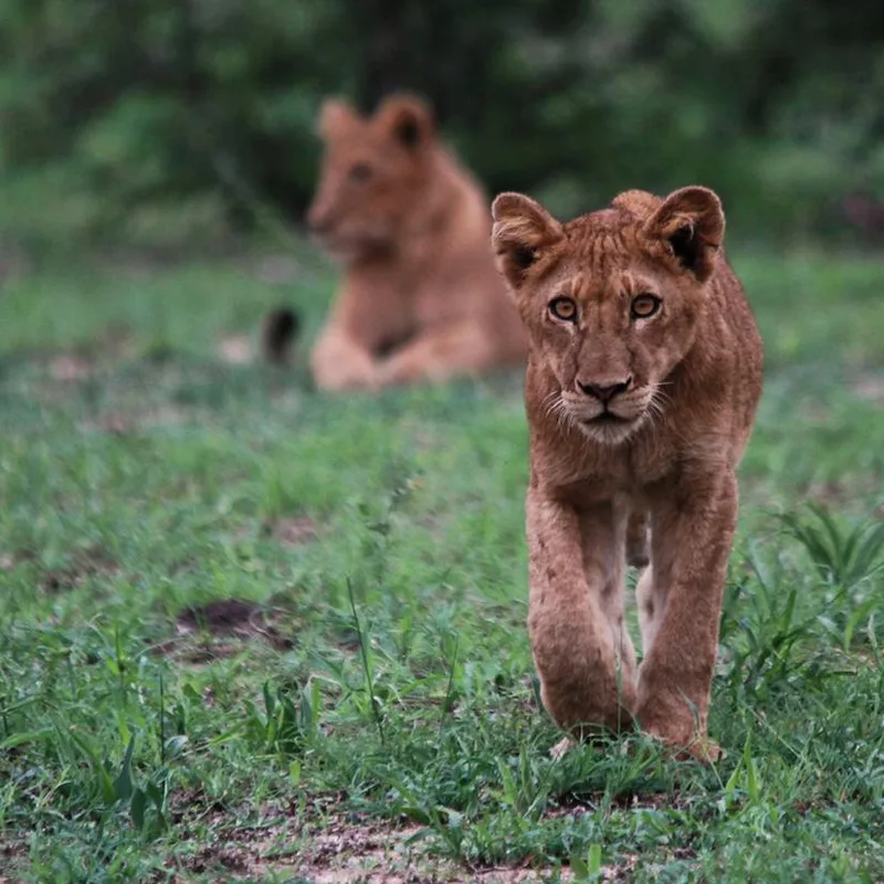 5 Night Hamiltons Tented Camp Tour r