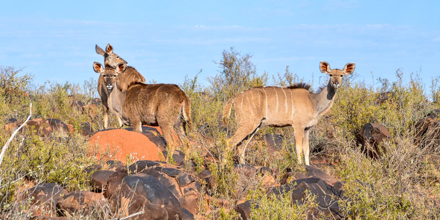 Blue Canyon Private Game Reserve