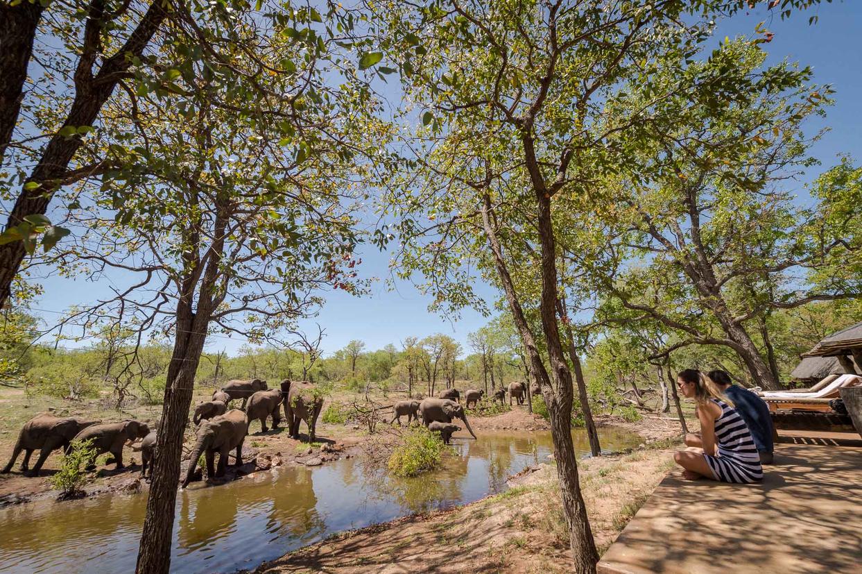 Elephants Frequent the Waterhole at Camp