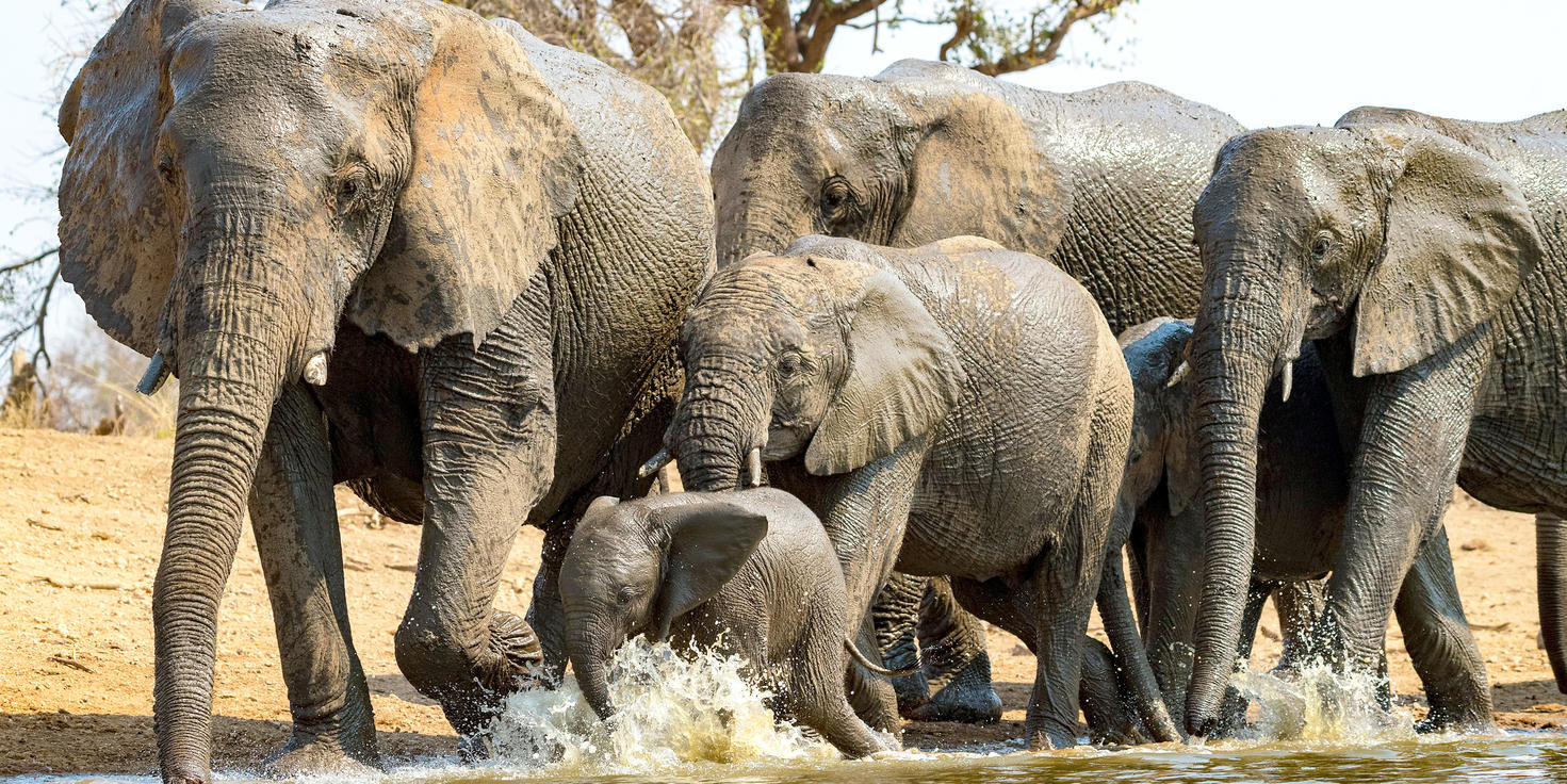 Madikwe Game Reserve