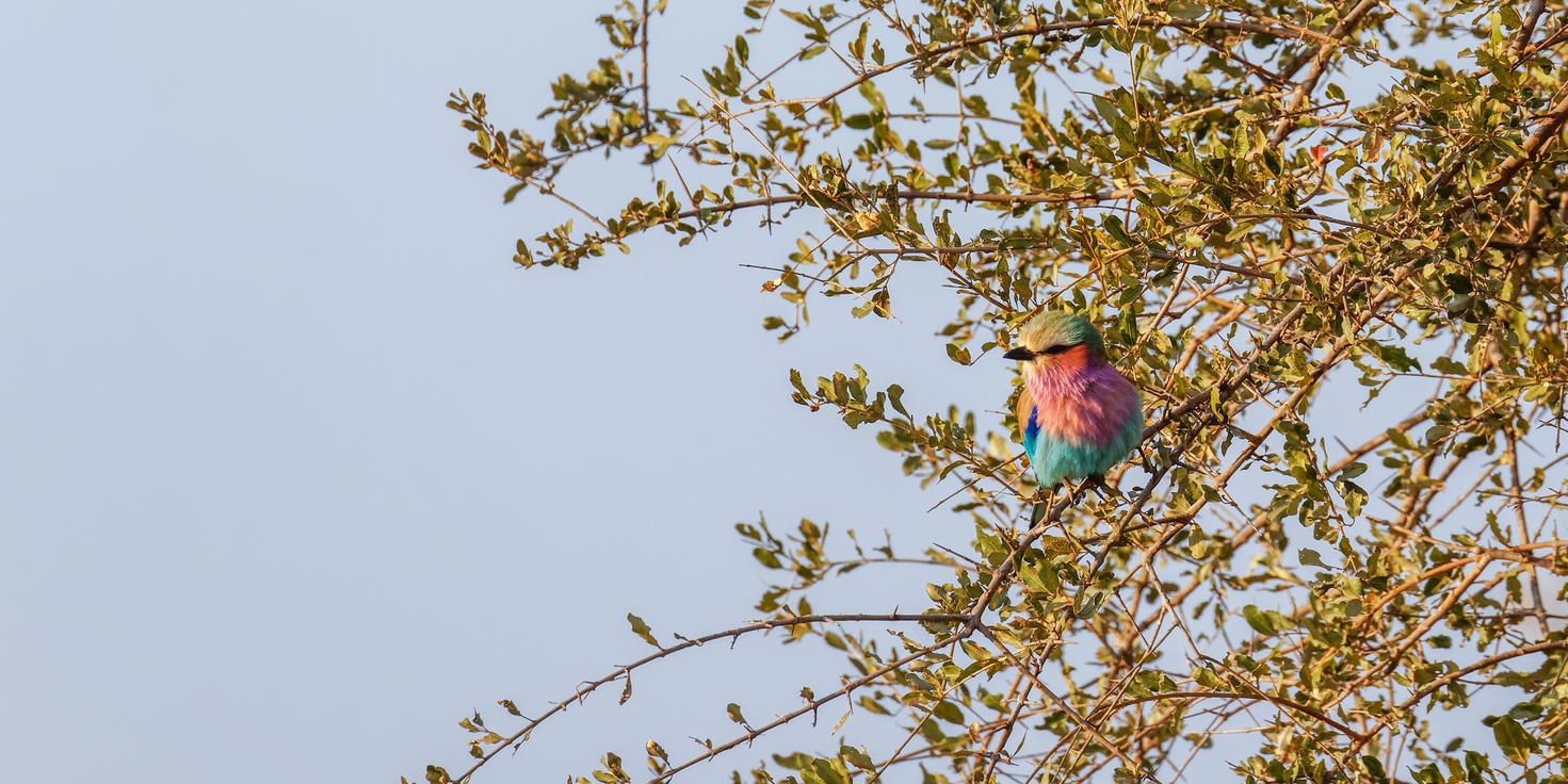 Sabi Sand Nature Reserve