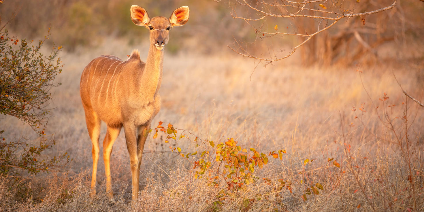 Timbavati Private Nature Reserve