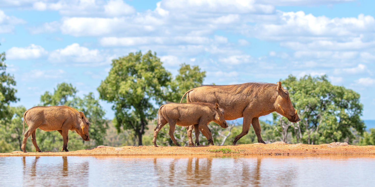 Welgevonden Game Reserve