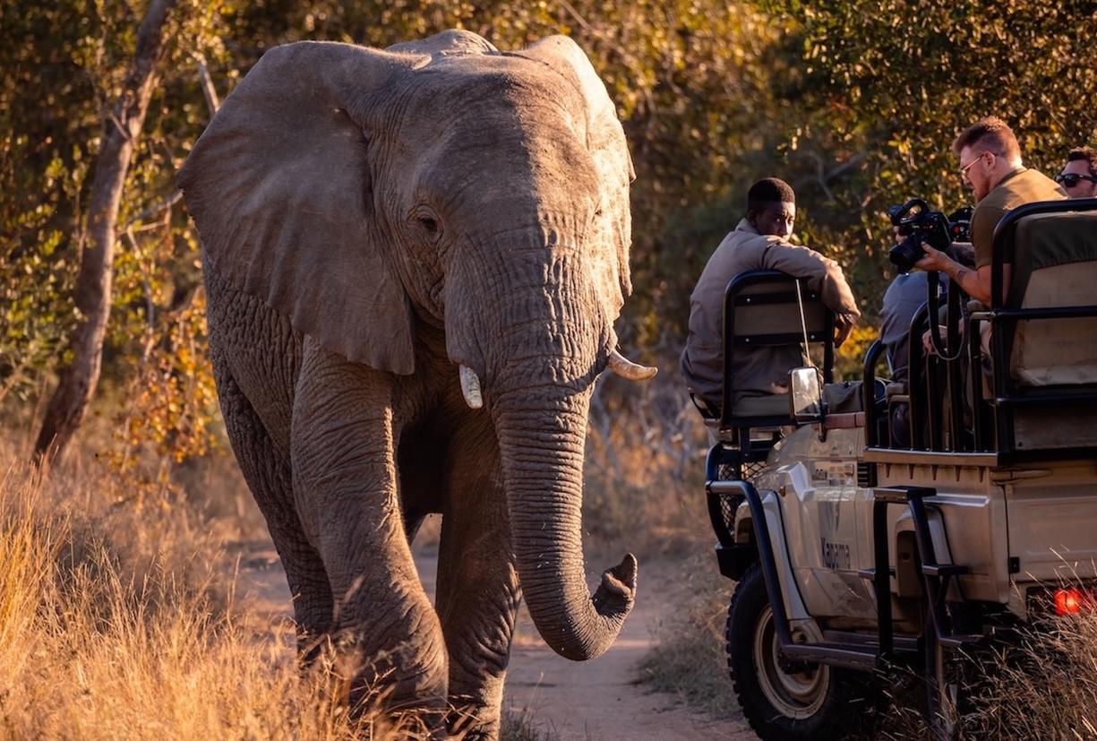 Game drive