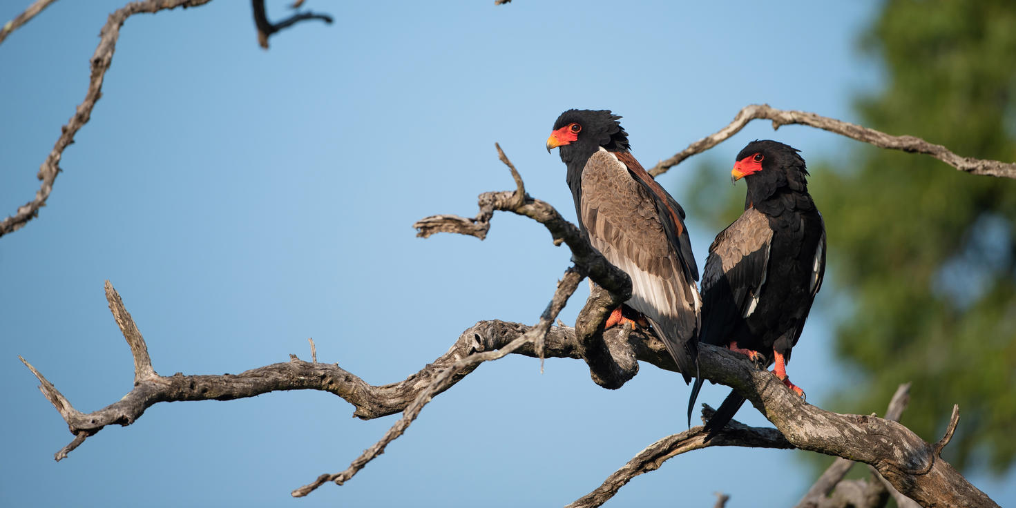 Sabi Sand Nature Reserve