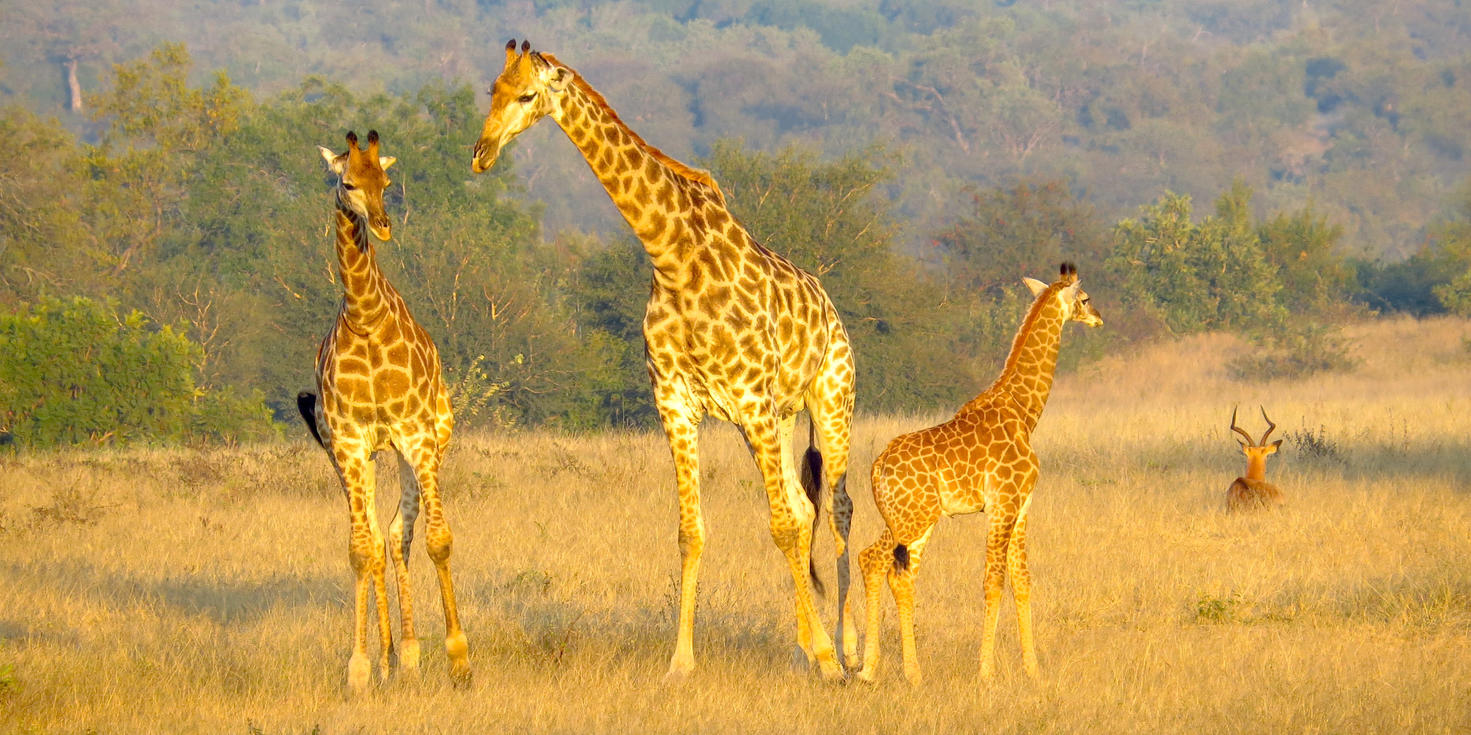 Balule Private Game Reserve