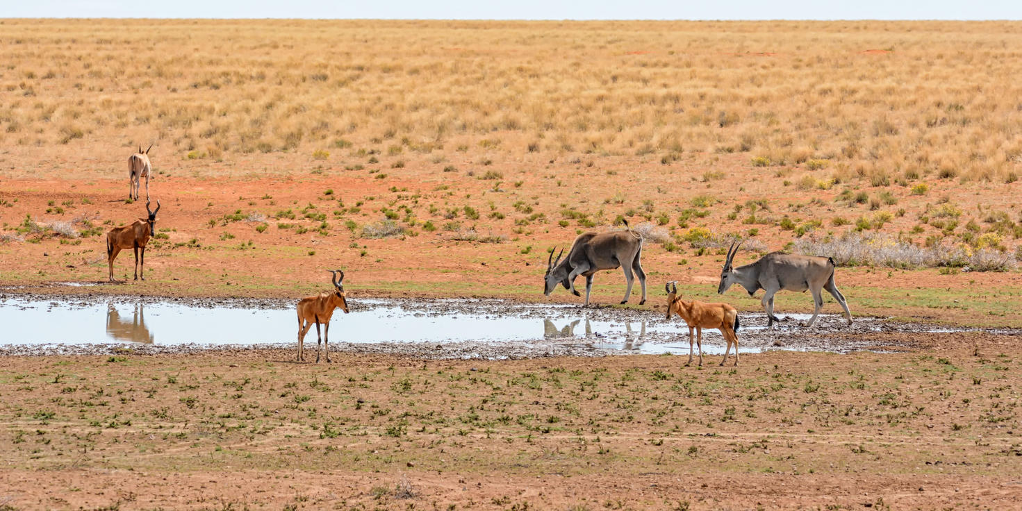 Moditlo Private Game Reserve