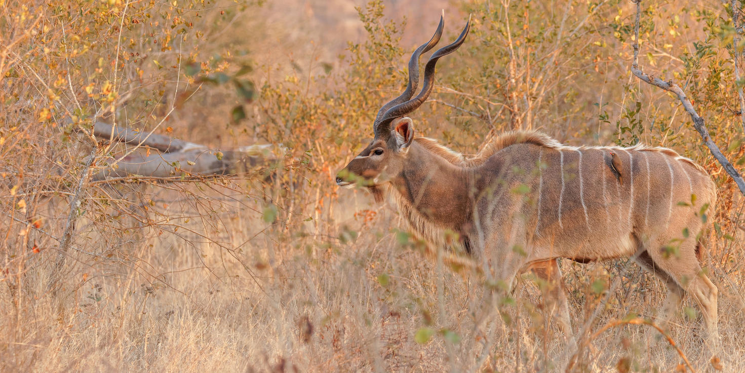 Sabi Sand Nature Reserve