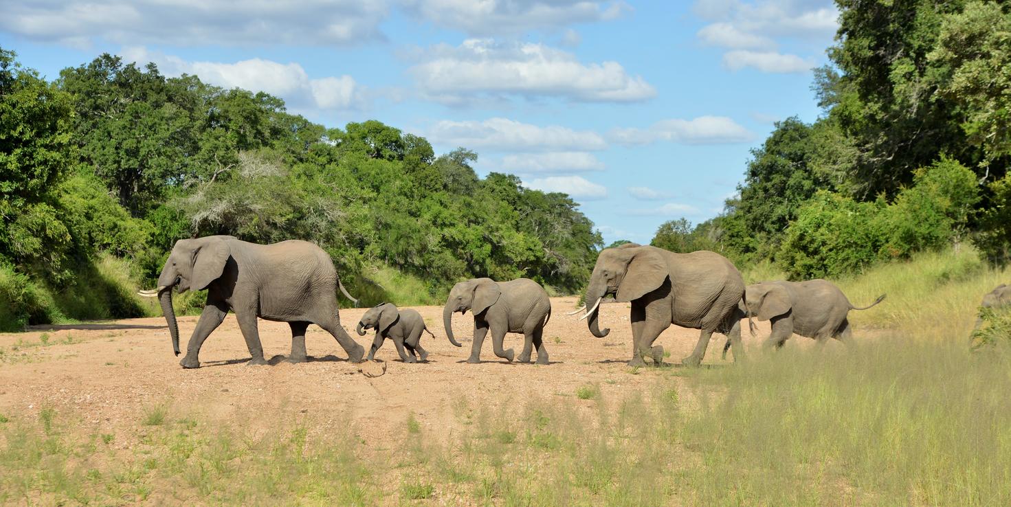 Imbali Safari Lodge - Elephants