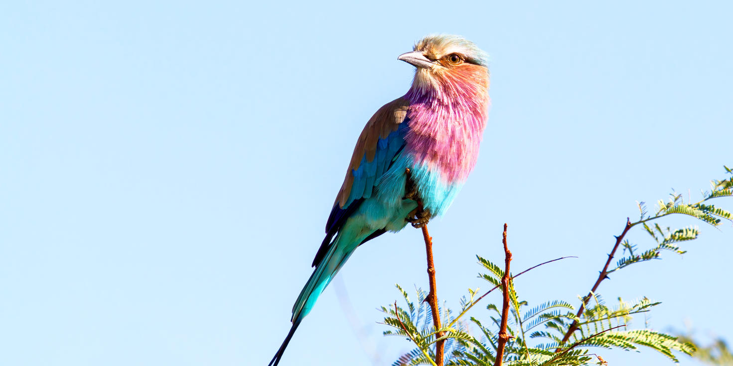 Pilanesberg National Park