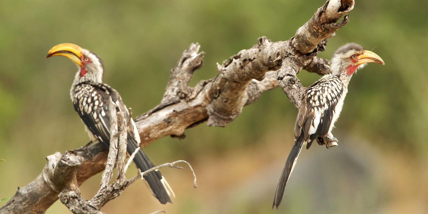 Timbavati Private Nature Reserve