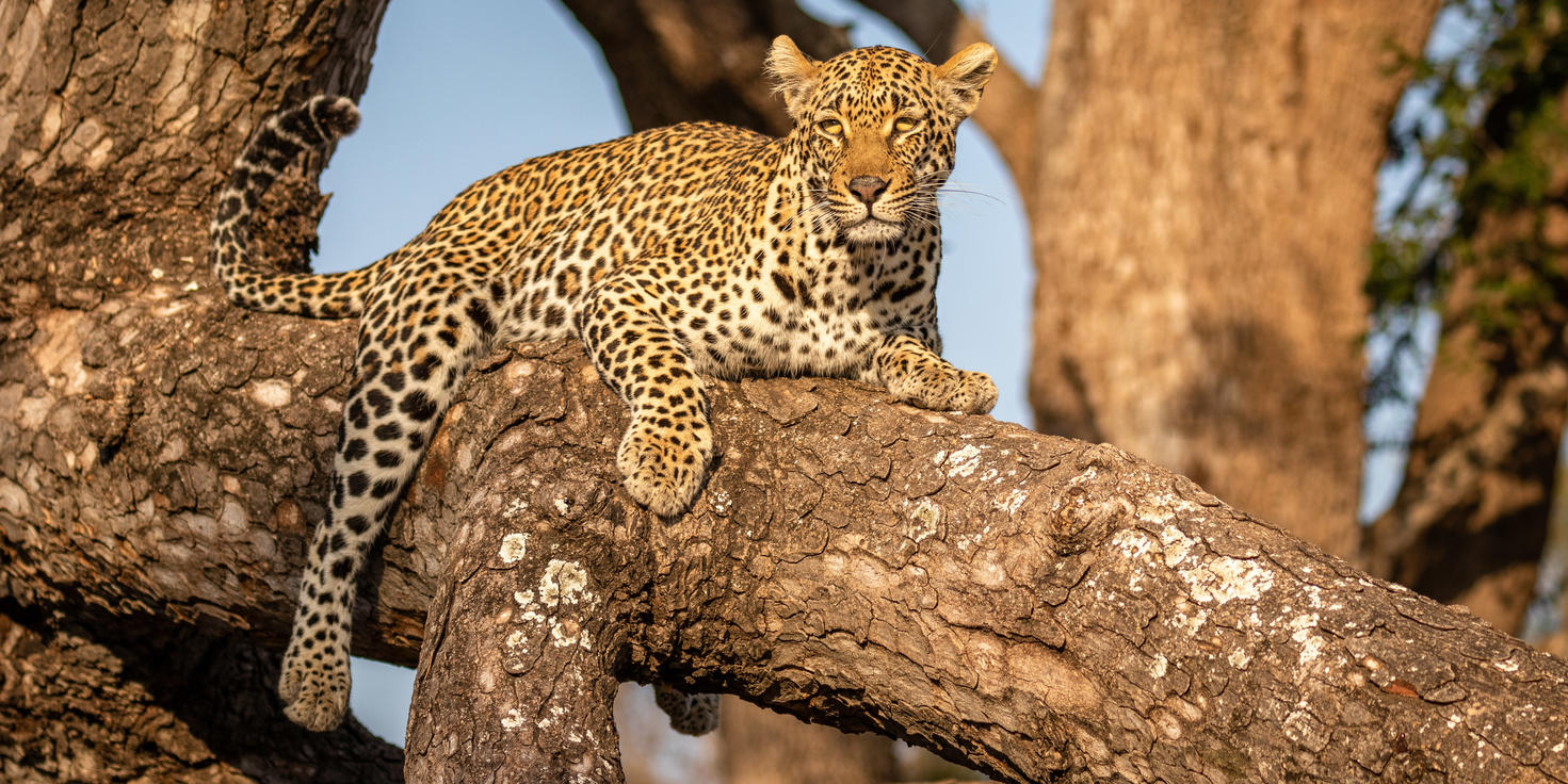 Sabi Sand Nature Reserve