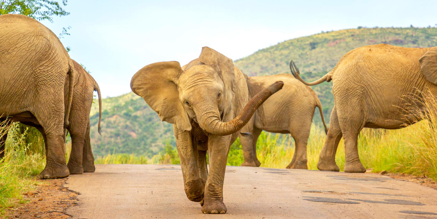 Pilanesberg National Park