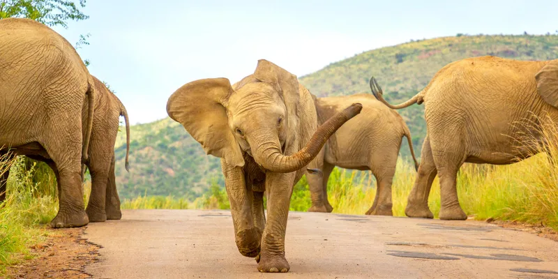 Pilanesberg National Park