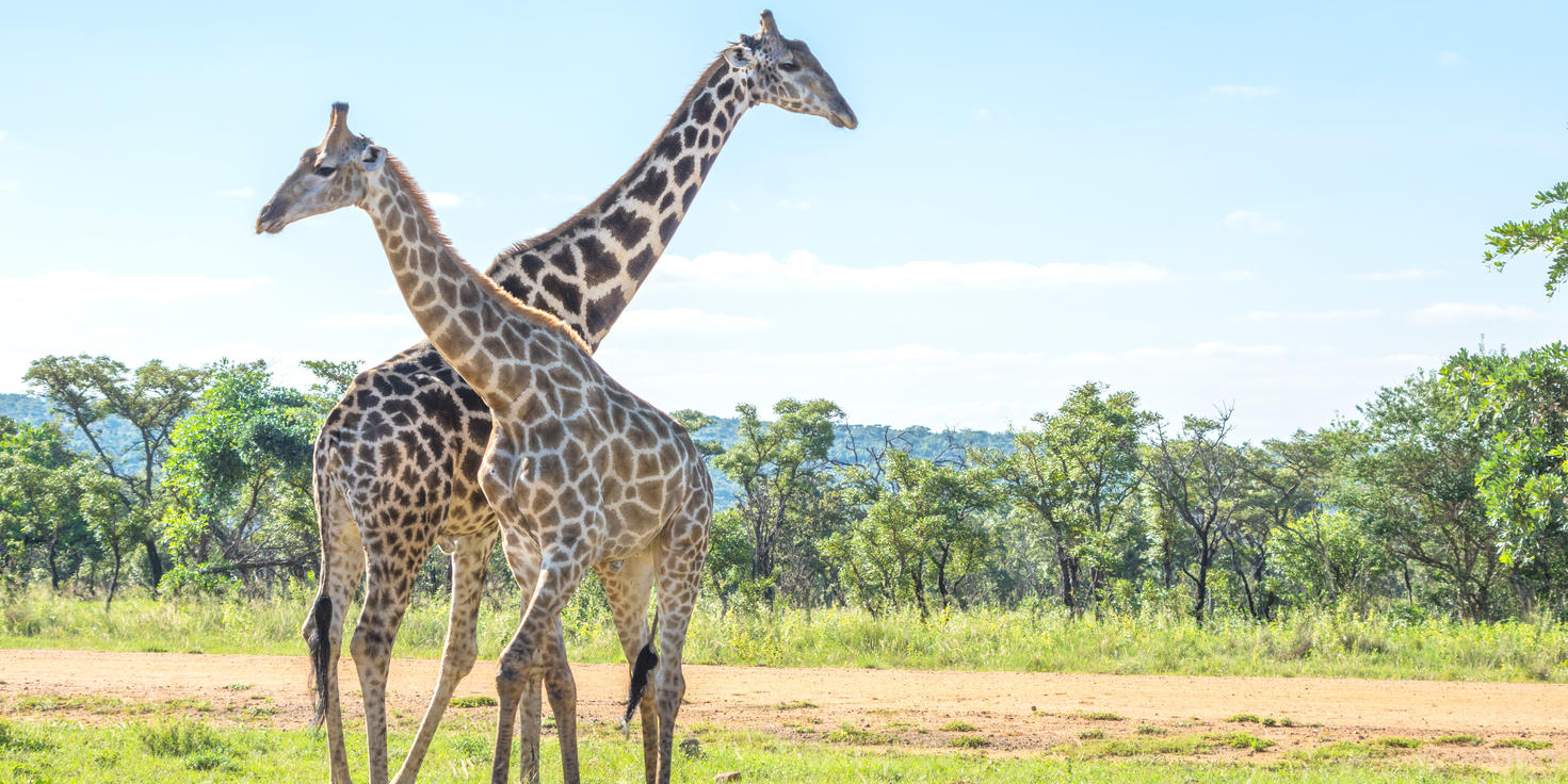 Welgevonden Game Reserve