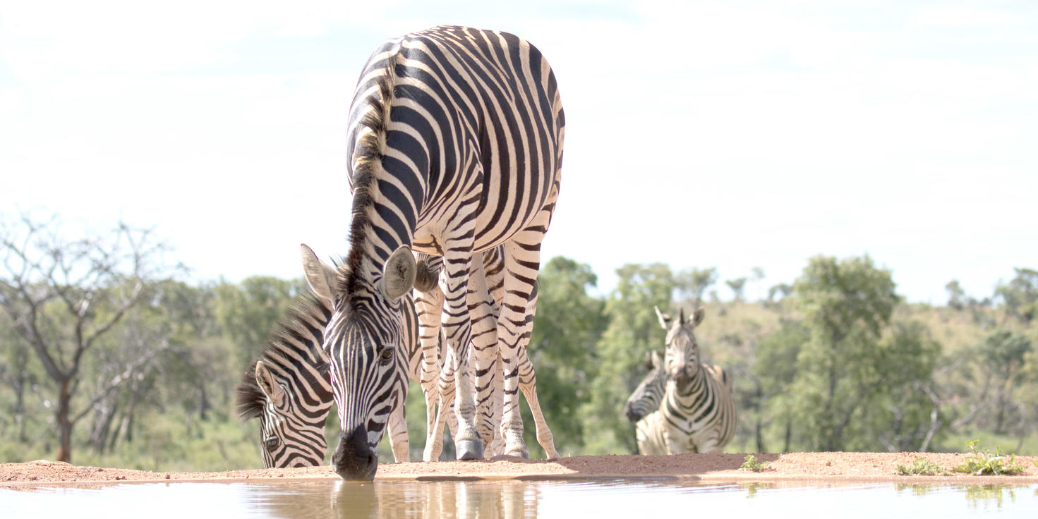 Welgevonden Game Reserve