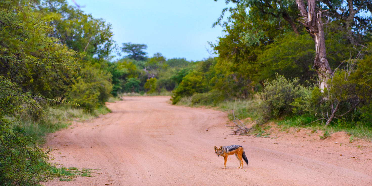 Dinokeng Game Reserve