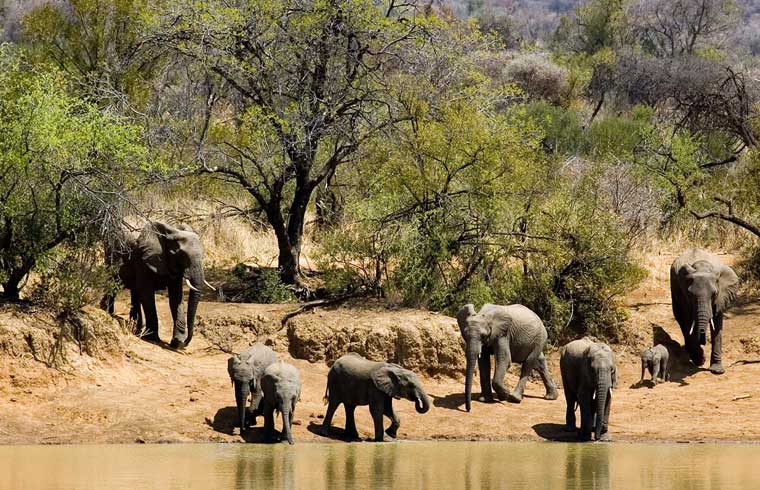 Pilanesberg National Park bst tours