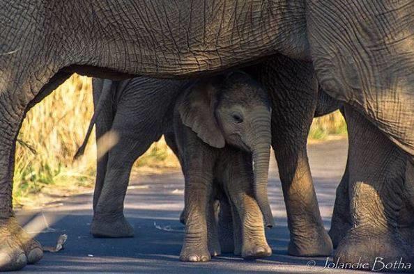 3 Day, 2 Night Sheperds Tree Game Lodge Pilanesberg