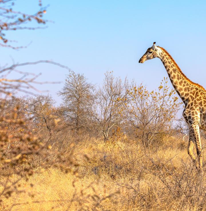 Timbavati Private Nature Reserve
