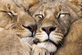 3 Night Imbali Safari Lodge
