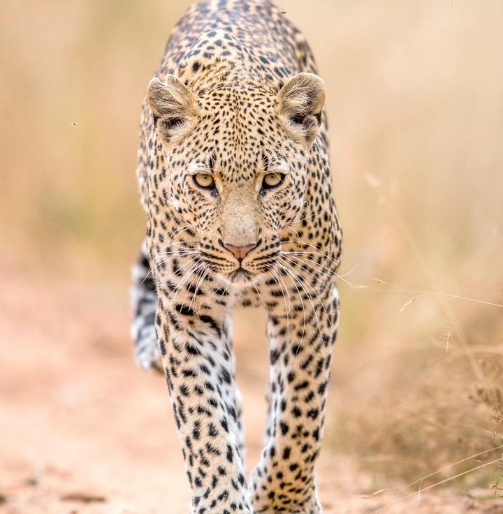 Balule Private Game Reserve