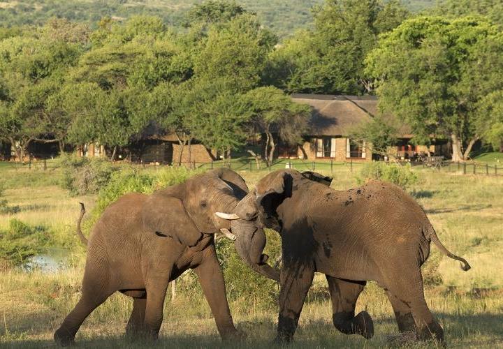 3-Day Bakubung Bush Lodge Tour