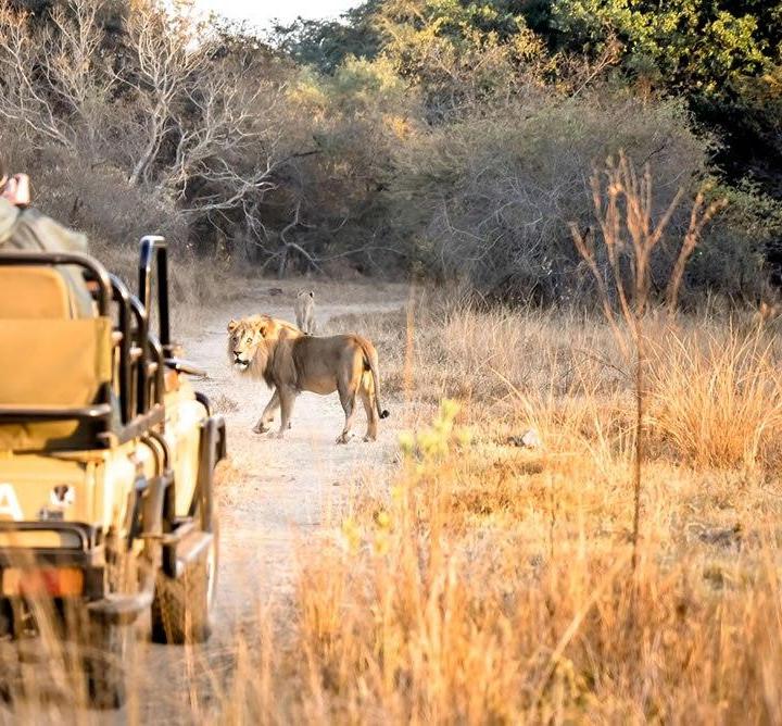 4 Day Moditlo River Lodge