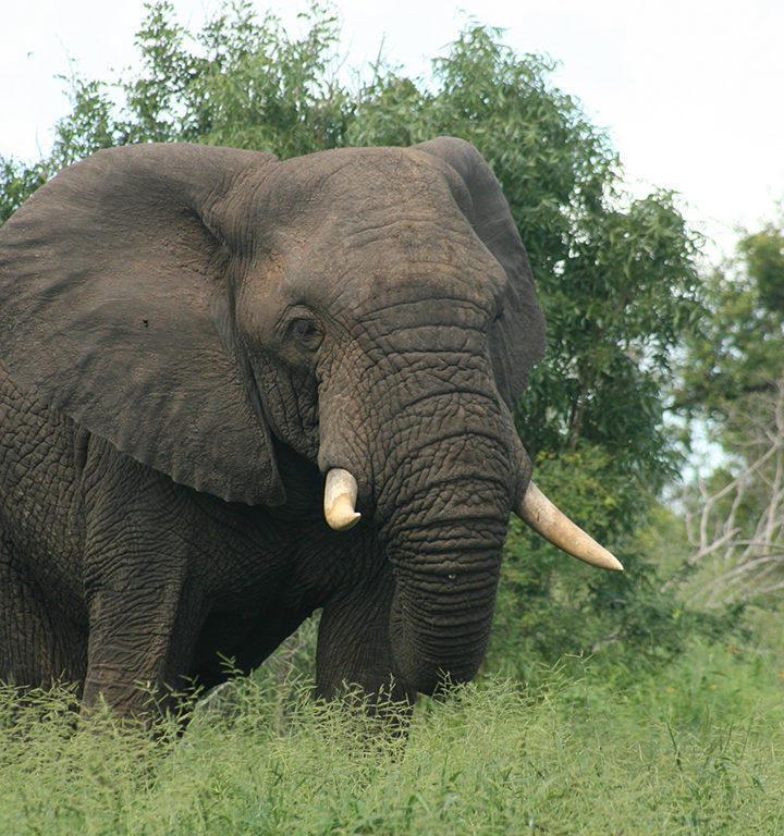 5 Day, 4 Night Kapama River Lodge