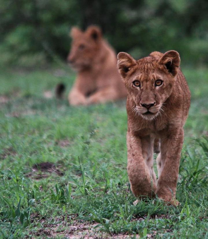 5 Night Hamiltons Tented Camp Tour r