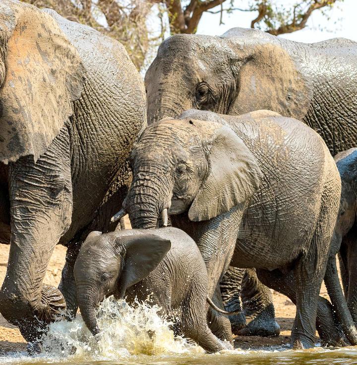 Madikwe Game Reserve